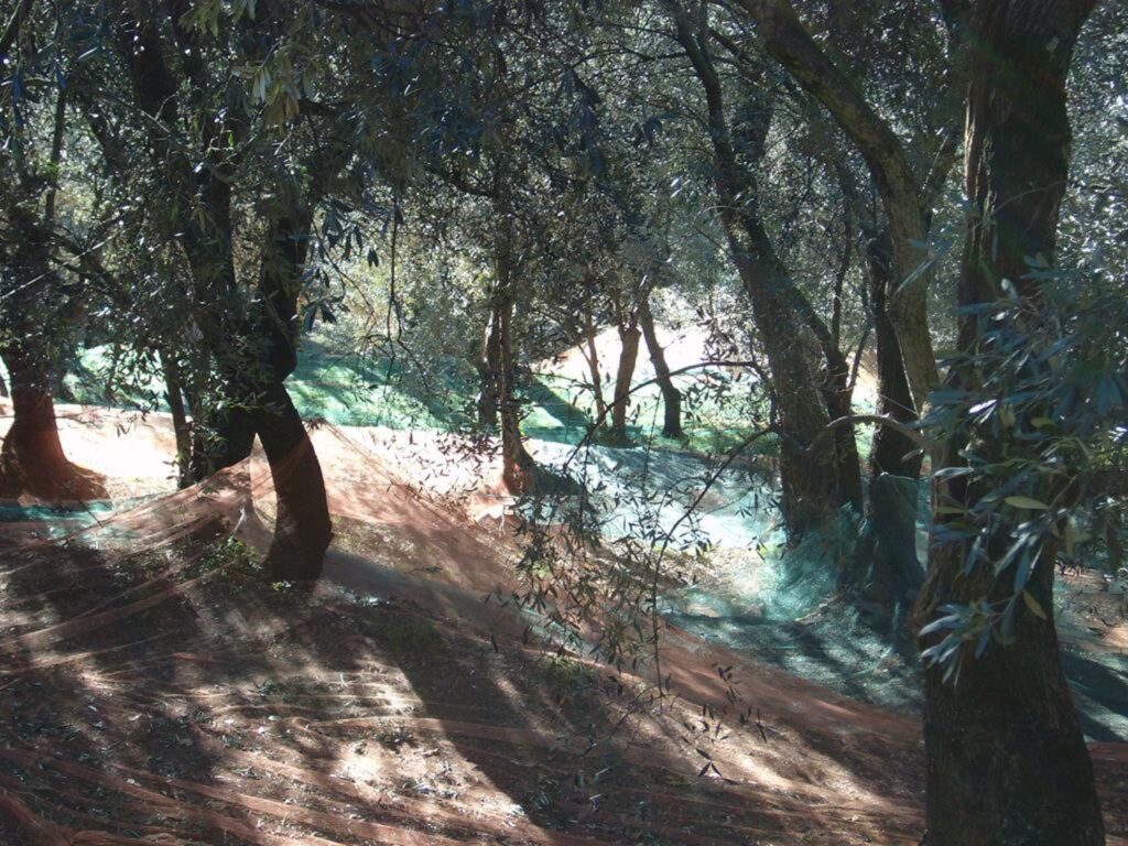 Schatten und Licht in einem Olivenhain